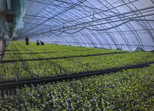 设施农业发展前景如何_未来赚钱吗