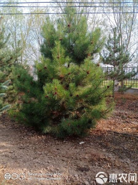 油松前景怎么样_油松种植前景如何