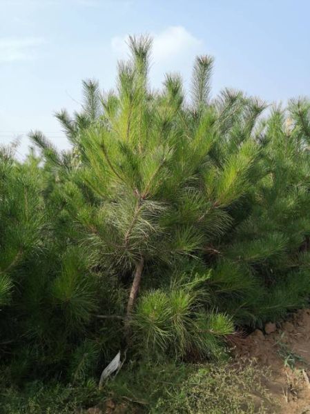油松前景怎么样_油松种植前景如何