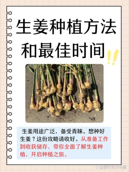 生姜种植前景怎么样_生姜价格还会涨吗