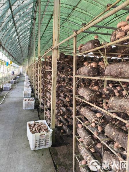 香菇种植前景如何_香菇深加工有哪些新趋势