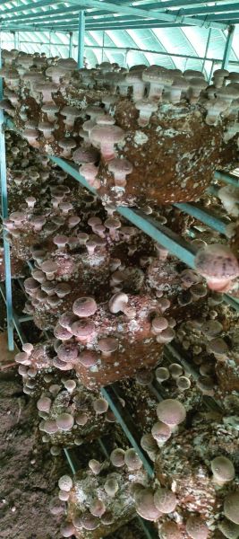 香菇种植前景如何_香菇深加工有哪些新趋势