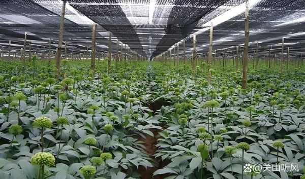 三七种植前景怎么样_三七种植赚钱吗