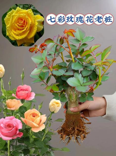 月季前景怎么样_月季花种植前景如何