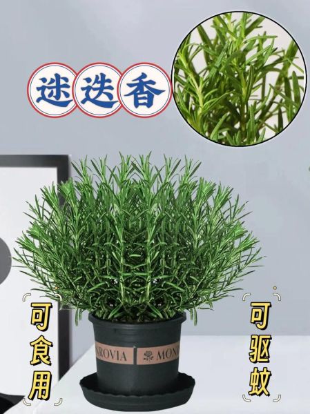 迷迭香种植前景如何_迷迭香种植赚钱吗