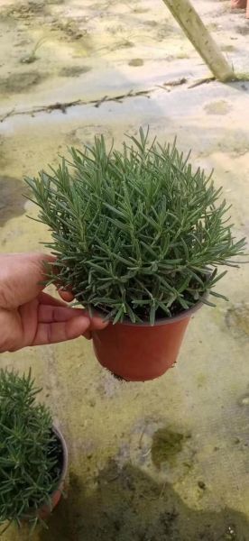 迷迭香种植前景如何_迷迭香种植赚钱吗