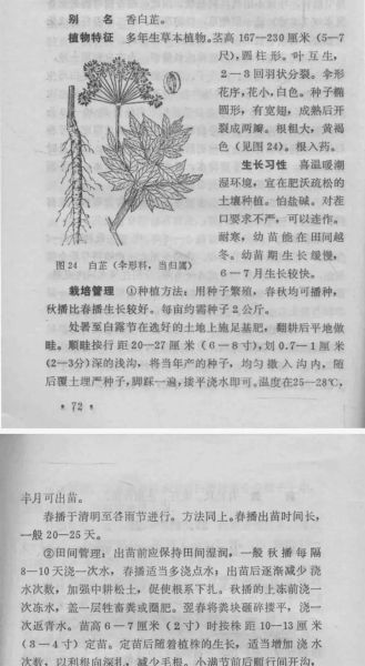 白芷种植前景如何_白芷种植利润怎么样