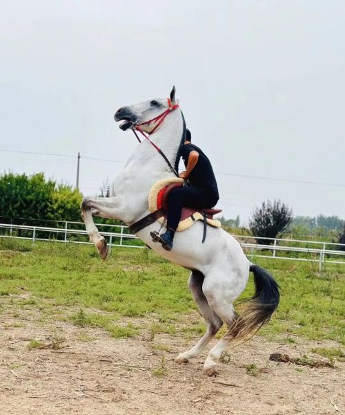 马养殖前景怎么样_2024年养马赚钱吗