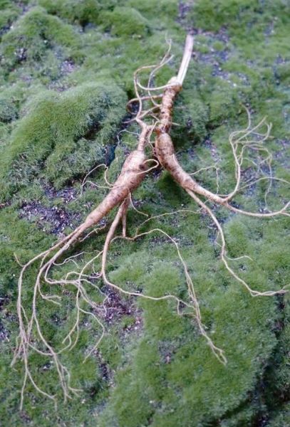 人参种植前景怎么样_人参市场未来五年趋势