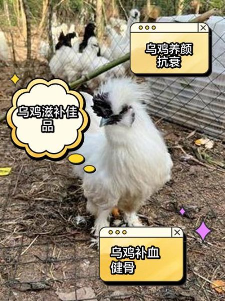 乌鸡养殖前景怎么样_乌鸡养殖赚钱吗