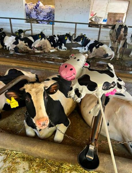 奶牛养殖前景怎么样_未来奶牛产业赚钱吗