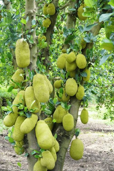 菠萝蜜种植前景如何_菠萝蜜市场销路好吗