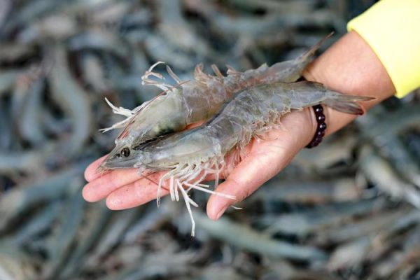 南美白对虾养殖前景怎么样_2024年还能赚钱吗