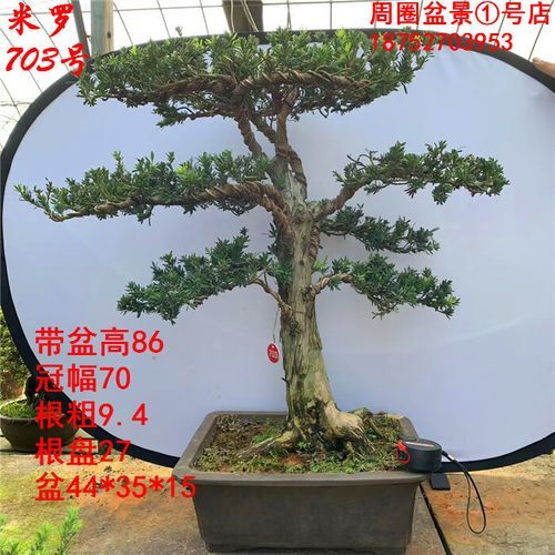 罗汉松前景怎么样_罗汉松未来市场趋势