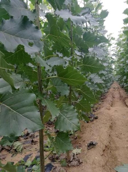 杨树苗价格多少钱一棵_杨树苗种植前景怎么样