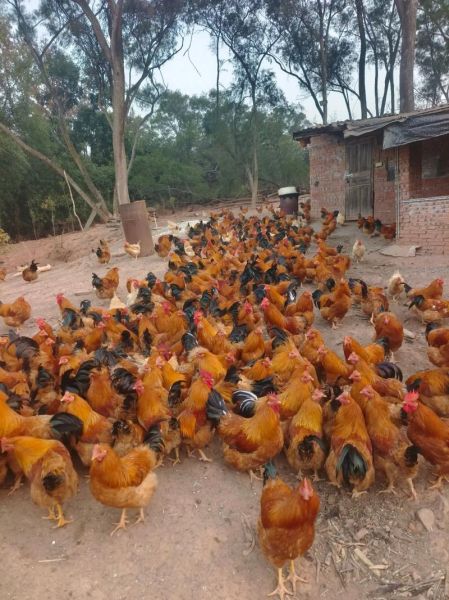 2017年养鸡赚钱吗_2017年养鸡前景如何