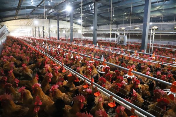 2017年养鸡赚钱吗_2017年养鸡前景如何