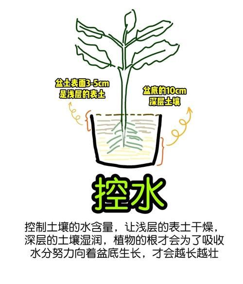 园艺新手如何选植物_家庭阳台种菜怎么开始