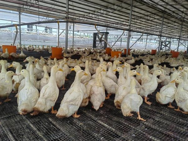 养殖鸭赚钱吗_2024年养鸭前景怎么样