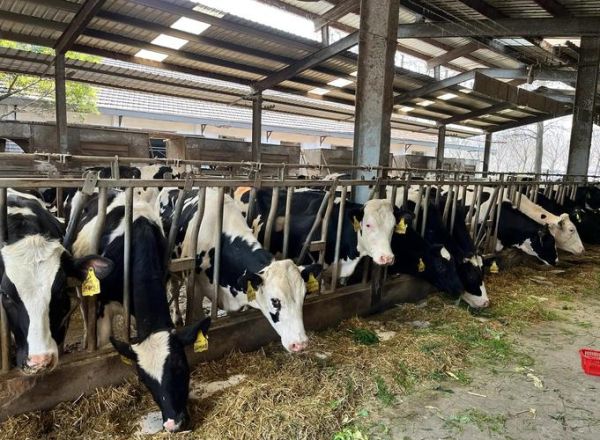 奶牛业发展前景如何_奶牛养殖赚钱吗