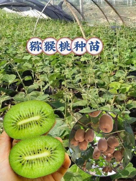 猕猴桃市场前景如何_猕猴桃种植赚钱吗