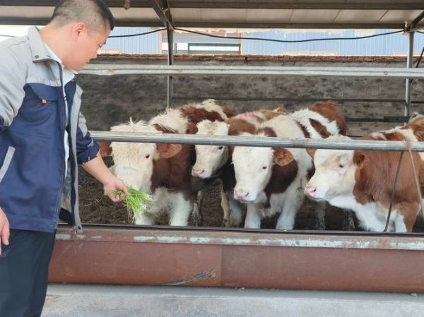 农牧行业前景怎么样_2024年养殖什么最赚钱