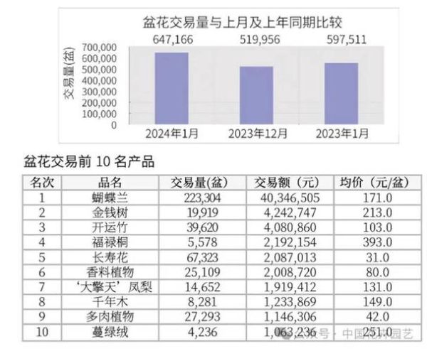 盆栽市场前景怎么样_2024年还能赚钱吗