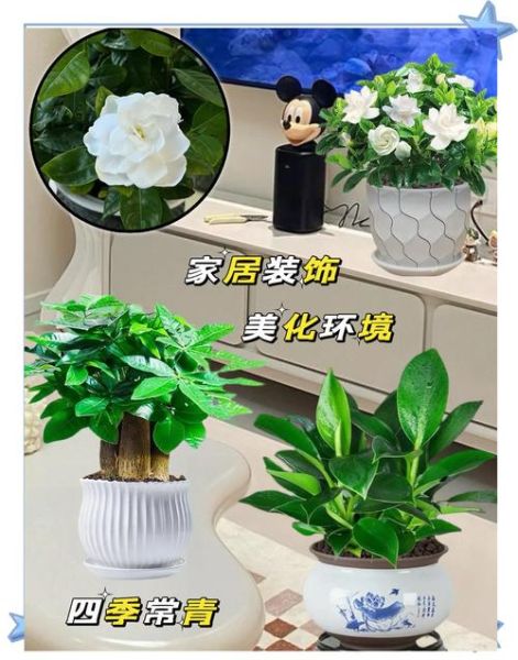 盆栽市场前景怎么样_2024年还能赚钱吗