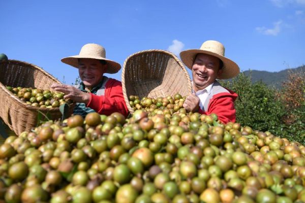 油茶种植前景怎么样_油茶市场未来五年行情