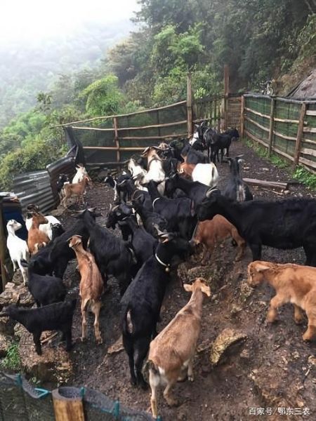 养羊赚钱吗_养羊前景怎么样