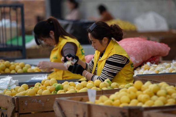 柠檬市场前景如何_柠檬种植赚钱吗