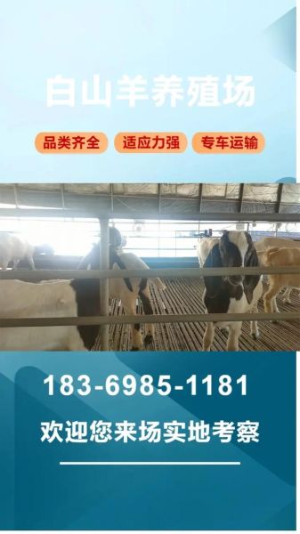 奶羊养殖赚钱吗_奶羊市场前景怎么样