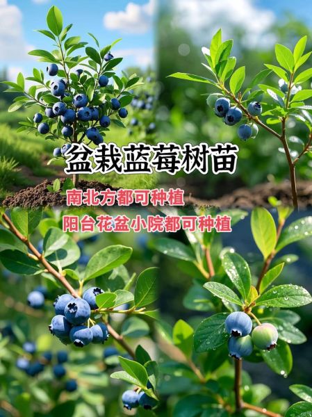 蓝莓种植前景如何_蓝莓市场前景怎么样