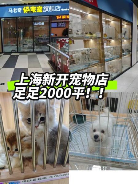 宠物店赚钱吗_宠物店未来趋势