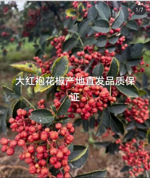 花椒种植前景怎么样_2024年花椒价格走势