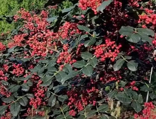 花椒种植前景怎么样_2024年花椒价格走势