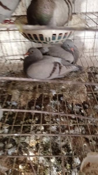 蛋鸽养殖前景怎么样_蛋鸽市场利润大吗