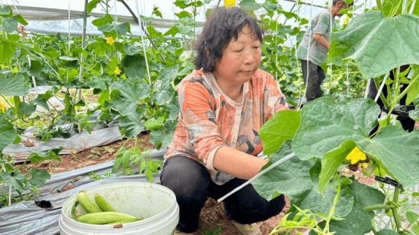 2017蔬菜行业前景如何_蔬菜种植赚钱吗