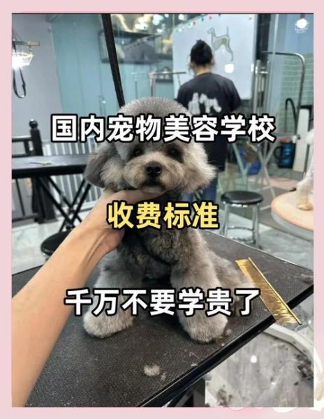 宠物美容多少钱一次_宠物美容都包括哪些项目