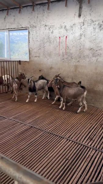 多羔羊养殖前景如何_多羔羊养殖利润高吗