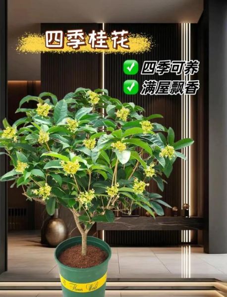 桂花种植前景怎么样_桂花市场未来五年行情