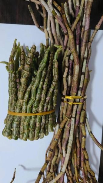 铁皮石斛市场前景如何_铁皮石斛种植赚钱吗