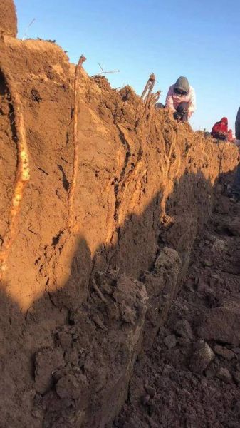 山药种植前景如何_山药深加工赚钱吗