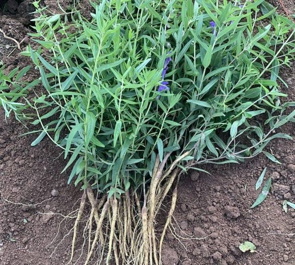 黄芩种植前景如何_2024年种黄芩赚钱吗