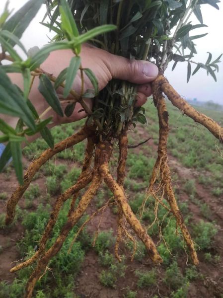 黄芩种植前景如何_2024年种黄芩赚钱吗