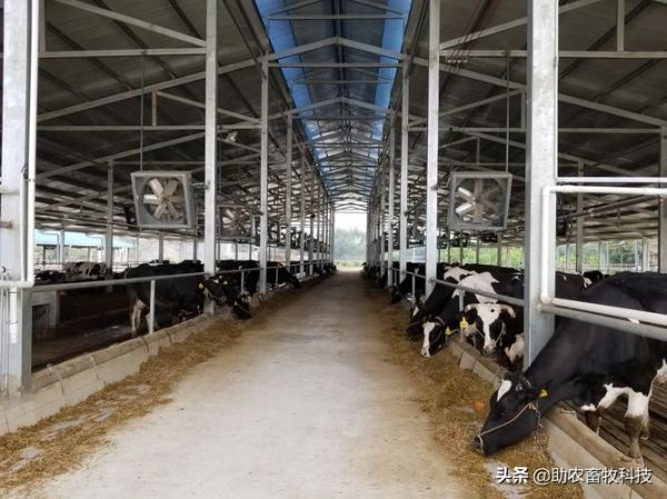 奶牛养殖利润怎么样_奶牛场选址注意事项