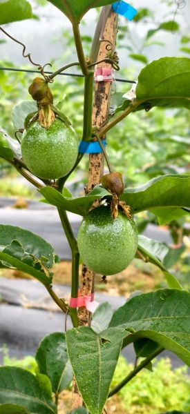 果园选址要注意什么_果园一年能赚多少钱