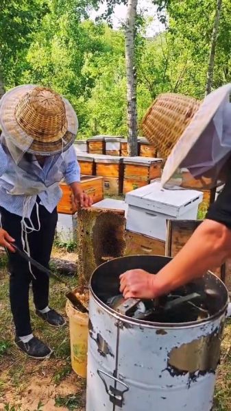 养蜜蜂赚钱吗_2024年养蜂前景怎么样