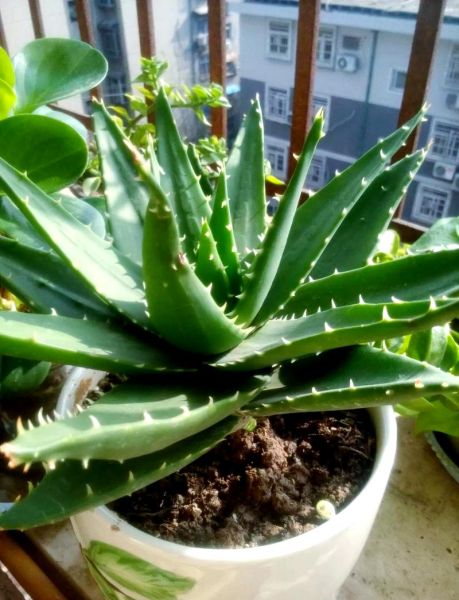 养芦荟赚钱吗_芦荟市场前景如何