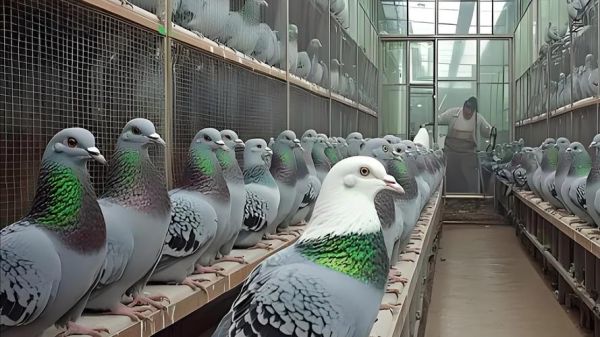 鸽子养殖赚钱吗_2024鸽子市场前景如何